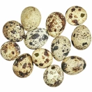 Natural quail eggs, 12 pieces 2.5cm