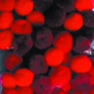 Pompoms, D: 15 mm, assort. 45 red mixed