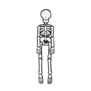 Skelett 15x50cm 