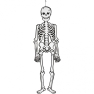 Skelett 120cm, pimedas helendav
